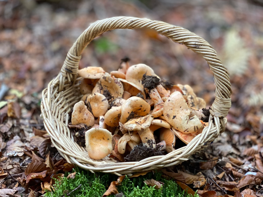 Cueillir des champignons en vacances en Auvergne
