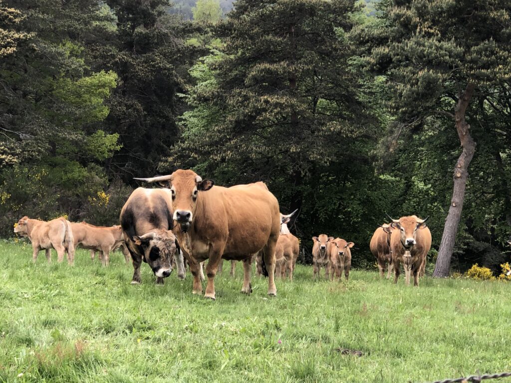 La Tome aux artisous de Haute-Loire, fromage et artisans sur la table des épicuriens !