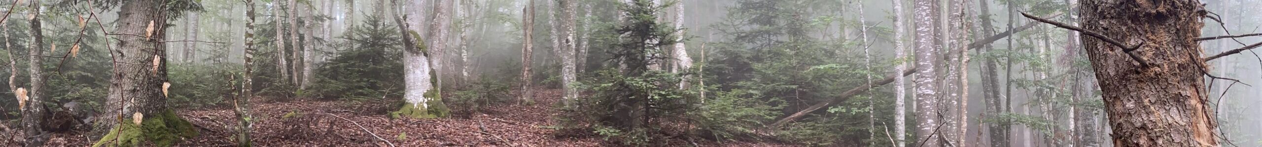 Activités en Auvergne