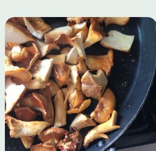 Champignons & cueillette