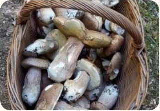Cueillette de cèpes en forêt