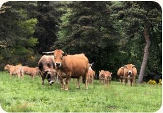 Les vaches d'Auvergne dans le pré